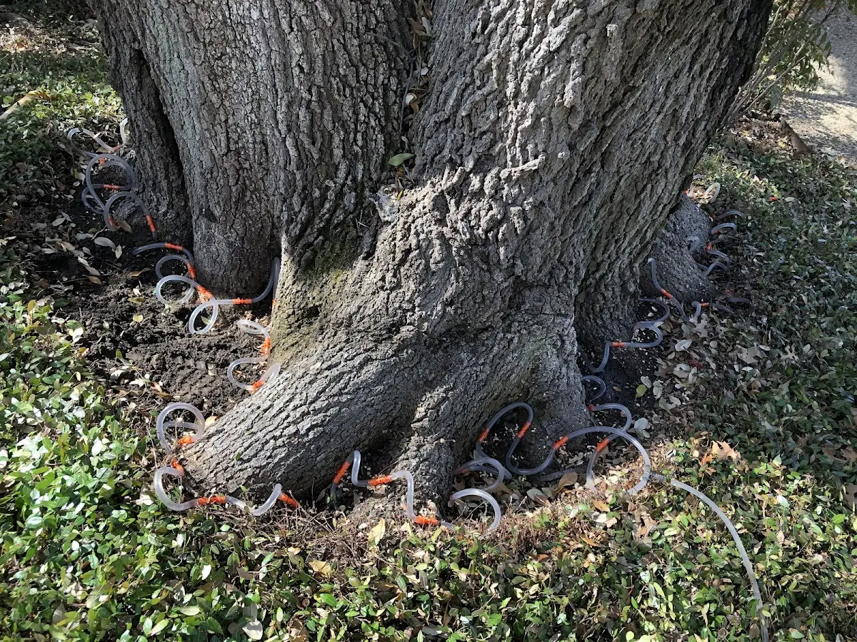 Detailed Tree Cabling and Bracing job site in Pineland
