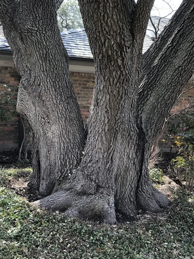 Mature heritage tree close to a Pineland property cared for by certified arborists